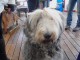 20101211_plaetzchen-backen_039